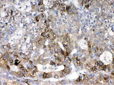2 - Anti-Cytochrome P450 2D6 Picoband Antibody ABO10084