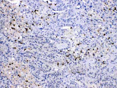 2 - Anti-NEDD8 Picoband Antibody ABO10090