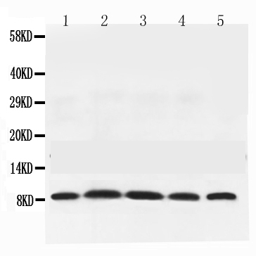 1 - Anti-NEDD8 Picoband Antibody ABO10090