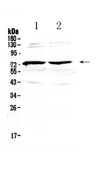 1 - Anti-GAS 6 Picoband Antibody ABO10094