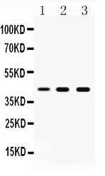 1 - Anti-ATTY Picoband Antibody ABO10096