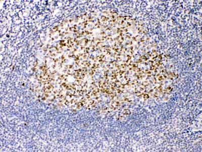 2 - Anti-TRF2 Picoband Antibody ABO10098