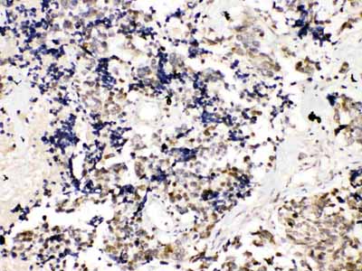 2 - Anti-TRF2 Picoband Antibody ABO10098