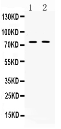 1 - Anti-TRF2 Picoband Antibody ABO10098