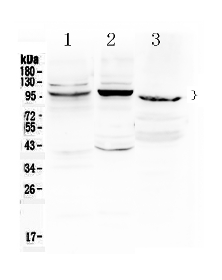 1 - Anti-ATF6 Picoband Antibody ABO10099