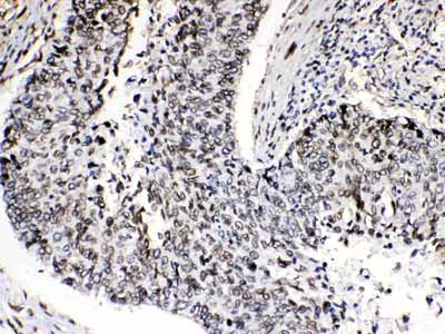 2 - Anti-Emerin Picoband Antibody ABO10103