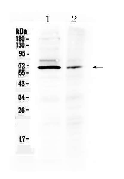 1 - Anti-AMH Picoband Antibody ABO10109