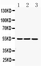 1 - Anti-FGG Picoband Antibody ABO10111