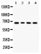 1 - Anti-LBP Picoband Antibody ABO10112