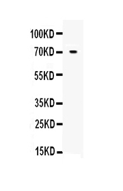 1 - Anti-Angiopoietin-1 Picoband Antibody ABO10116