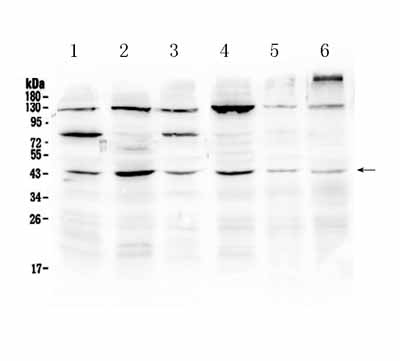 1 - Anti-SPARC Picoband Antibody ABO10119
