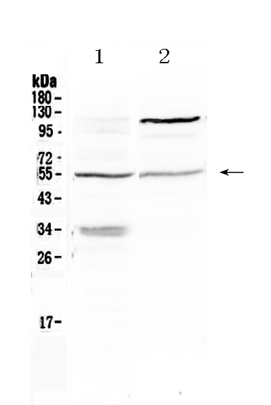 1 - Anti-ETS1 Picoband Antibody ABO10127