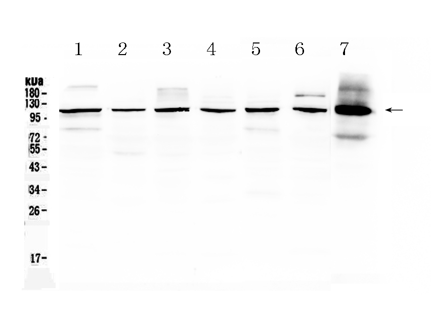 1 - Anti-HDAC4 Picoband Antibody ABO10130