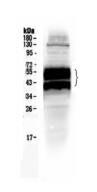 1 - Anti-PLAUR Picoband Antibody ABO10132