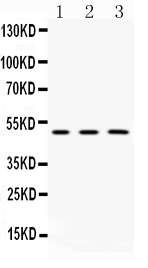 1 - Anti-CNPase Picoband Antibody ABO10134