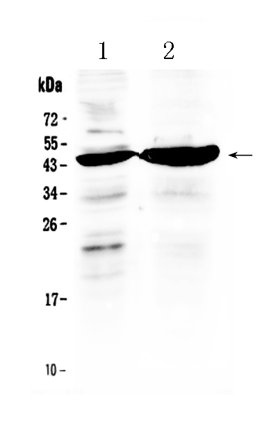 1 - Anti-TFPI Picoband Antibody ABO10140