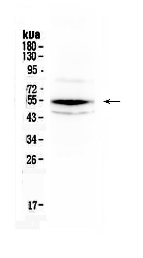 1 - Anti-Chk1 Picoband Antibody ABO10144