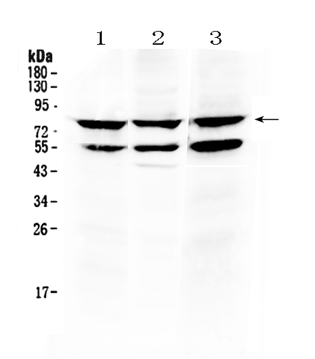 1 - Anti-RANK Picoband Antibody ABO10145