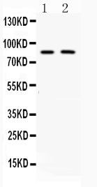 1 - Anti-MUT Picoband Antibody ABO10146