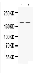 1 - Anti-nNOS(neuronal) Picoband Antibody ABO10148