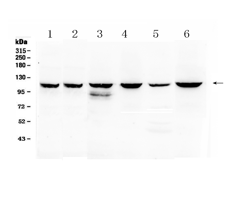 1 - Anti-PIK3CB Picoband Antibody ABO10151