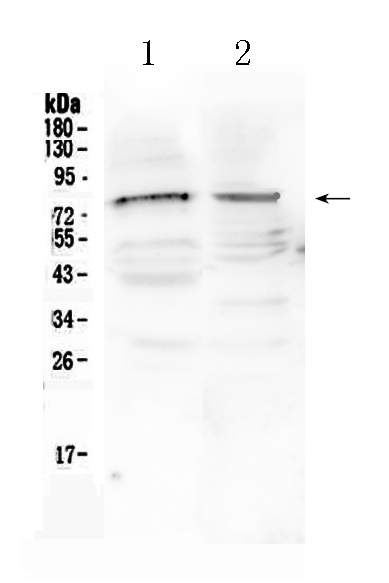1 - Anti-CHAT Picoband Antibody ABO10161