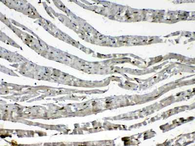 2 - Anti-Cytoglobin Picoband Antibody ABO10162