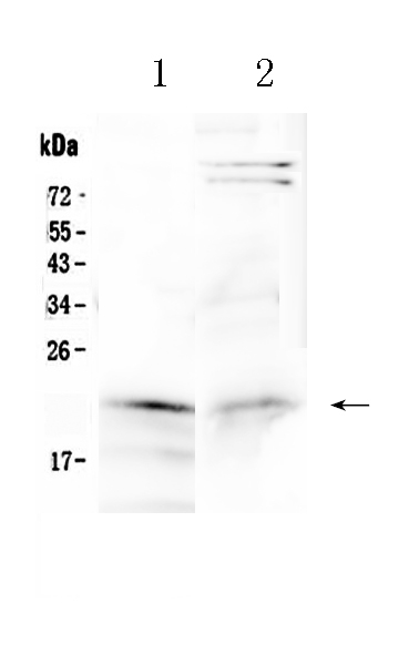 1 - Anti-Cytoglobin Picoband Antibody ABO10162