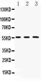 1 - Anti-FGB Picoband Antibody ABO10166