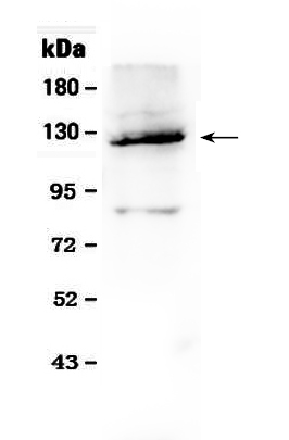 1 - Anti-Vinculin Picoband Antibody ABO10167