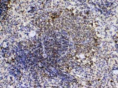 2 - Anti-Cyclophilin A Picoband Antibody ABO10176
