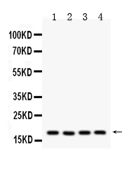 1 - Anti-Cyclophilin A Picoband Antibody ABO10176