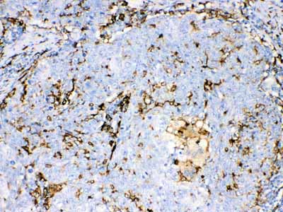 2 - Anti-Iba1 Picoband Antibody ABO10182