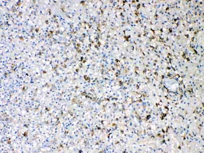 2 - Anti-Iba1 Picoband Antibody ABO10182