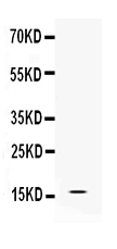 1 - Anti-Iba1 Picoband Antibody ABO10182