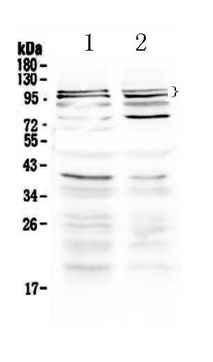 1 - Anti-TRPC3 Picoband Antibody ABO10188