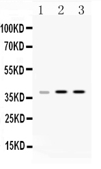 1 - Anti-HnRNP A1 Picoband Antibody ABO10189