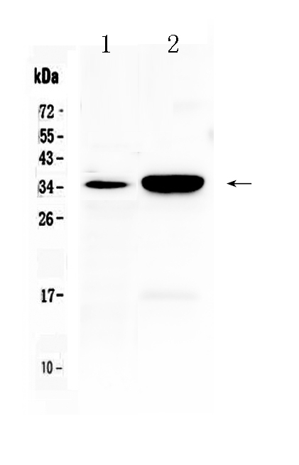 1 - Anti-CA IV Picoband Antibody ABO10191
