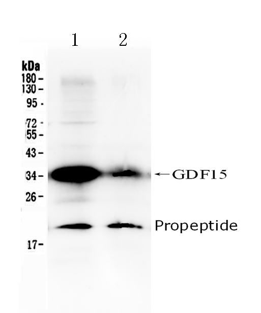 1 - Anti-GDF15 Picoband Antibody ABO10195