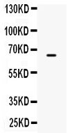 1 - Anti-CPM Picoband Antibody ABO10202