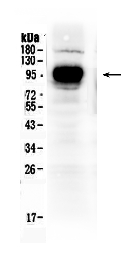 1 - Anti-IFNGR1 Picoband Antibody ABO10208