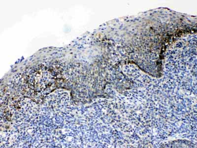 2 - Anti-CD166/ALCAM Picoband Antibody ABO10213