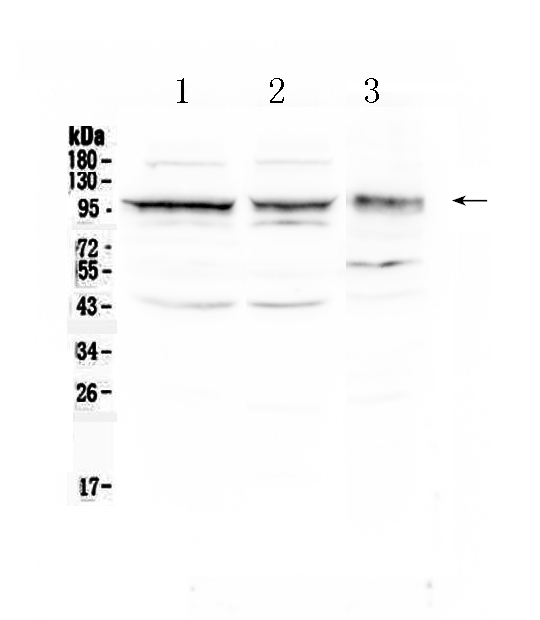 1 - Anti-CD166/ALCAM Picoband Antibody ABO10213