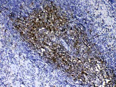 2 - Anti-CD90/Thy1 Picoband Antibody ABO10216