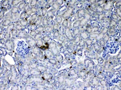 2 - Anti-CD90/Thy1 Picoband Antibody ABO10216