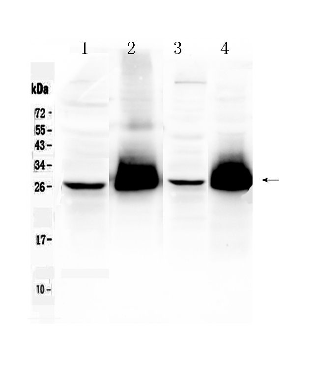 1 - Anti-CD90/Thy1 Picoband Antibody ABO10216
