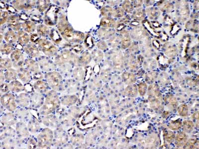 2 - Anti-SERPINA5 Picoband Antibody ABO10220