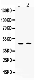 1 - Anti-SERPINA5 Picoband Antibody ABO10220