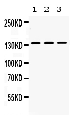 1 - Anti-Nephrin Picoband Antibody ABO10223