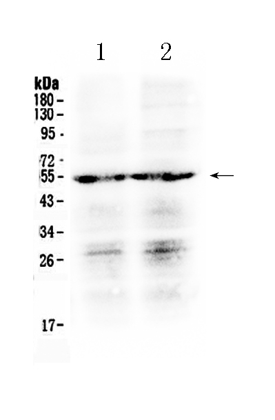 1 - Anti-PTGER4 Picoband Antibody ABO10231
